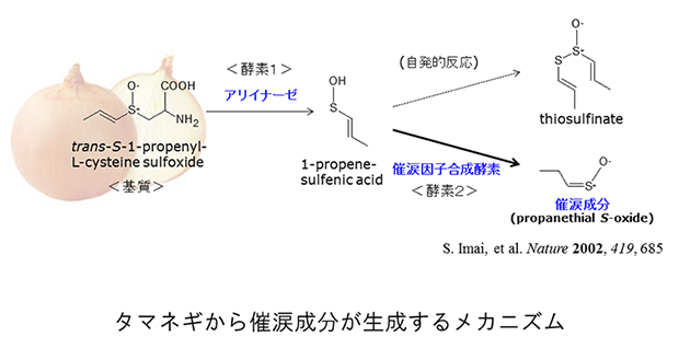 タマネギから催涙成分が生成するメカニズム