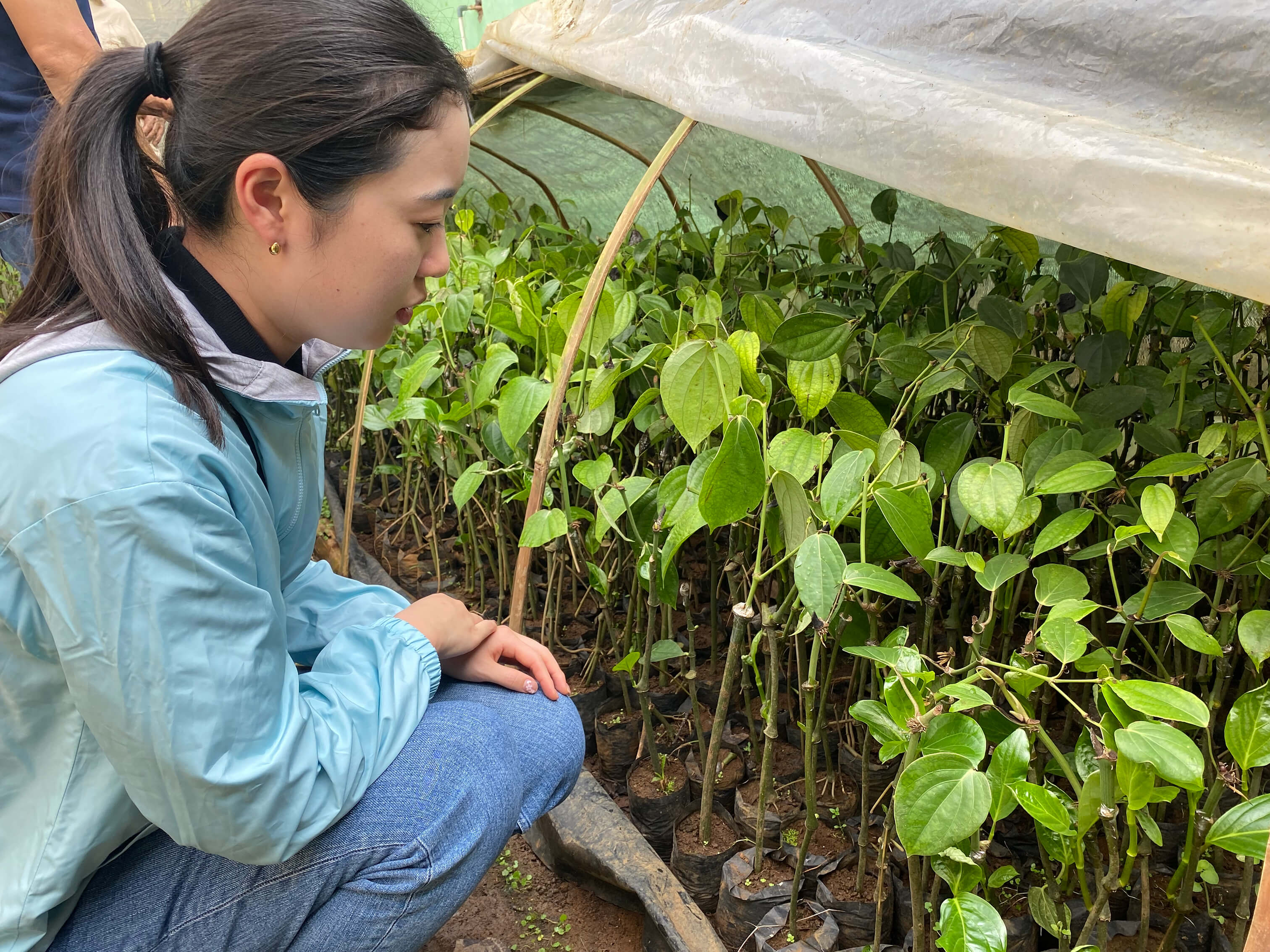 「Salty Green Pepper（ソルティーグリーンペパー）」の視察のため、ジャワ島の圃場（ほじょう）を訪れた際の様子「Salty Green Peppeｒ（ソルティーグリーンペパー）」の視察のため、ジャワ島の圃場（ほじょう）を訪れた際の様子