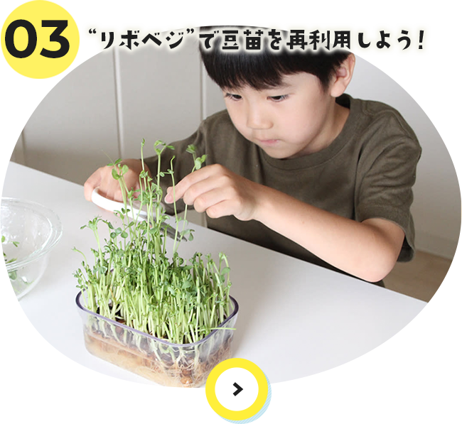 03 “リボベジ”で豆苗を再利用しよう！