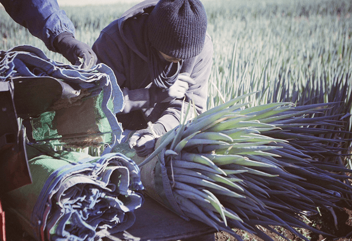 松島兄弟の長ねぎ