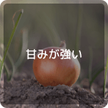 甘みが強い
